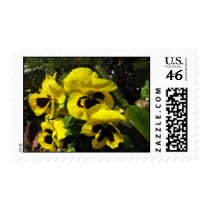 Yellow Pansies Stamp stamps