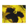 Yellow Pansy Post Card