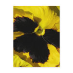 Yellow Pansy Post Card
