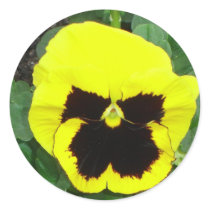 Yellow Pansy Sticker by Country1969 Yellow Pansy Sticker