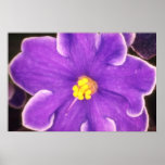 Yellow Paulia flowers Poster