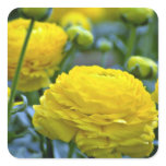 yellow, peonies, flower, flowers, petals, stems,