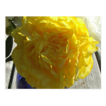 Yellow Peonies postcards