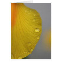 yellow petal cards
