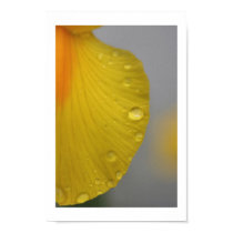 Yellow Petal posters by Nitalc Yellow Petal posters