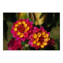 yellow pink and red flower 2 poster posters