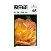 Yellow & Pink Rose Stamp #3