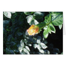 Yellow Pink Rosebud Cards