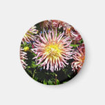 Yellow Pink Spider Dahlia Refrigerator Magnets