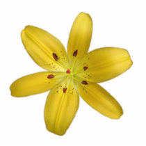 Yellow Pixie Lily Magnet Acrylic Cut Outs