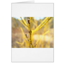 Yellow Plant Focus Greeting Card