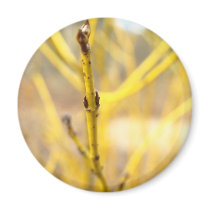 Yellow Plant Focus Magnets