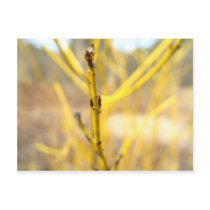 Yellow Plant Focus Post Card