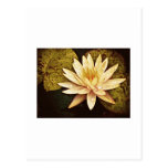 Yellow Pond Lily Postcard