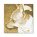 Yellow Pop Art Chihuahua Magnet