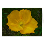 Yellow Poppy Card