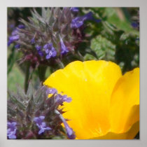 Yellow Poppy Flower Poster