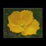 Yellow Poppy Postcard