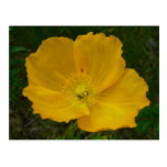 Yellow Poppy Postcard