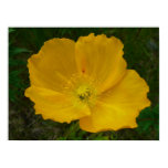 Yellow Poppy Print