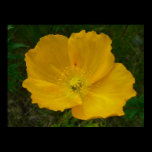 Yellow Poppy Print