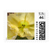 Yellow Poppy Small Postage Stamp by naturalilly Yellow Poppy Small Postage Stamp