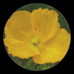 Yellow Poppy Sticker