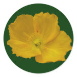 Yellow Poppy Sticker