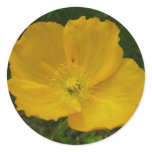 Yellow Poppy Sticker