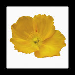 Yellow Poppy Stretched Canvas Print