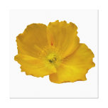 Yellow Poppy Stretched Canvas Print