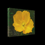 Yellow Poppy Stretched Canvas Print