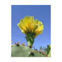 Yellow prickly pear cactus flower postcard
