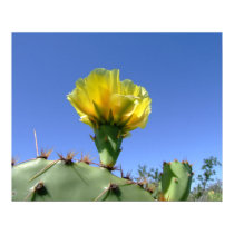 Yellow prickly pear cactus flower poster.