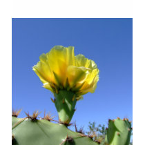 Yellow prickly pear cactus flower tee shirts