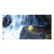 Yellow Primrose at Waterfall Photo Greeting Card