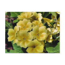 Yellow Primrose Flower Photo Postcard