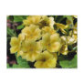 Yellow Primrose Flower Photography Postcard