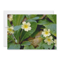 yellow Primrose flowers Custom Invites