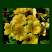 Yellow Primrose Up Close Flower Poster posters