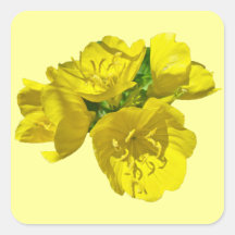 Yellow Primroses - Sundrops Stickers