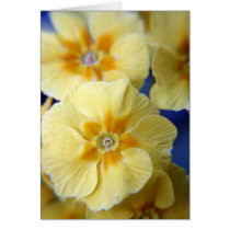 Yellow Primulas cards