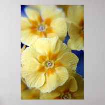 Yellow Primulas posters