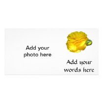 Yellow Ranunculus Photo Card