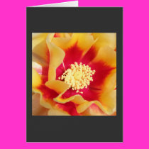 Yellow & Red cactus flower Card by magentaraven Yellow & Red cactus flower Card