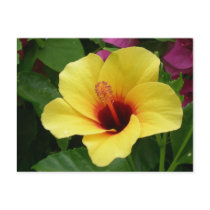 Yellow & Red Hibiscus Postcard by dlgray Yellow & Red Hibiscus Postcard