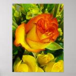 Yellow Red Rose Poster