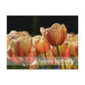 Yellow & Red Variegated Tulips DSC0799 postcards