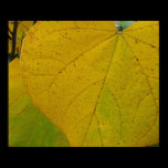 Yellow Redbud Leaves Poster Print