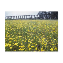 yellow Roman aqueduct, Vila do Conde flowers Post Cards